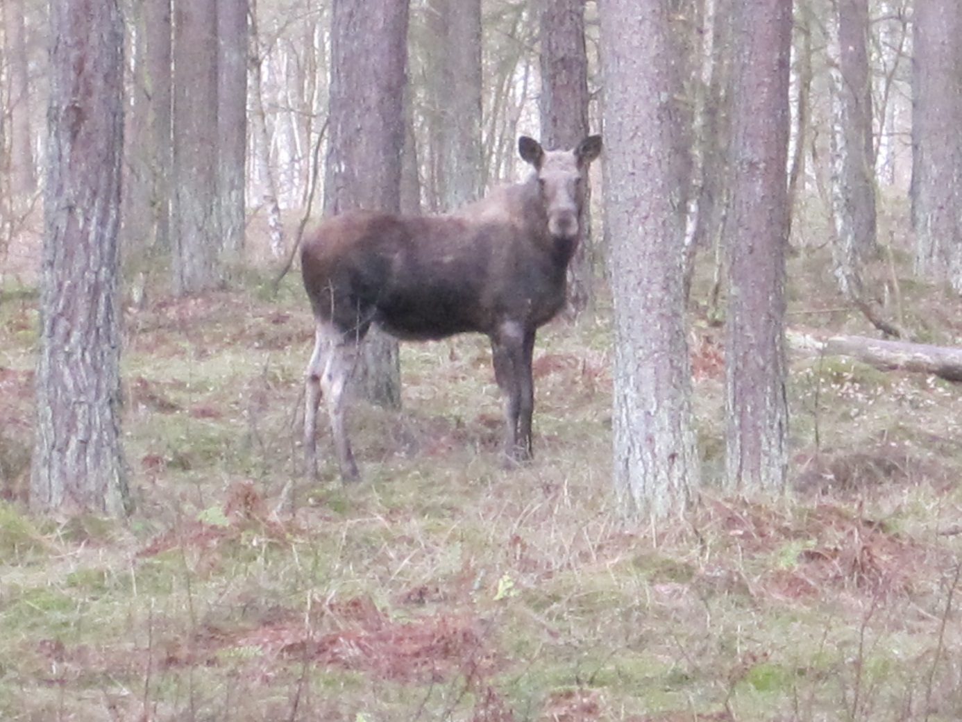 Hagestad-Järarnas NR.