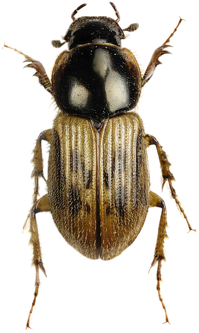 Aphodius contaminatus (fransdyngbagge) Denna dyngbagge har kraftig behåring på huvud, halssköld och täckvingar. Längd 5-7 mm.täckvingarna är smutsgula med flertalet svarta fläckar.