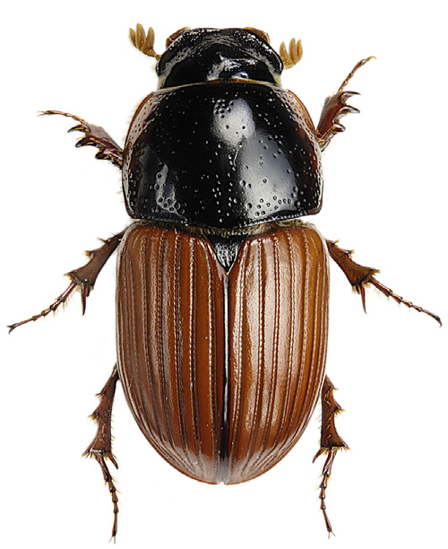 Får-nöt-häst: 198-158-8 Juni-juli-september: 225-102-37 Lokaler: 20 Aphodius fimentarius/pedellus (rödvingad dyngbagge) Aphodius fimentarius har de senaste åren visat sig egen bestå av två stycken