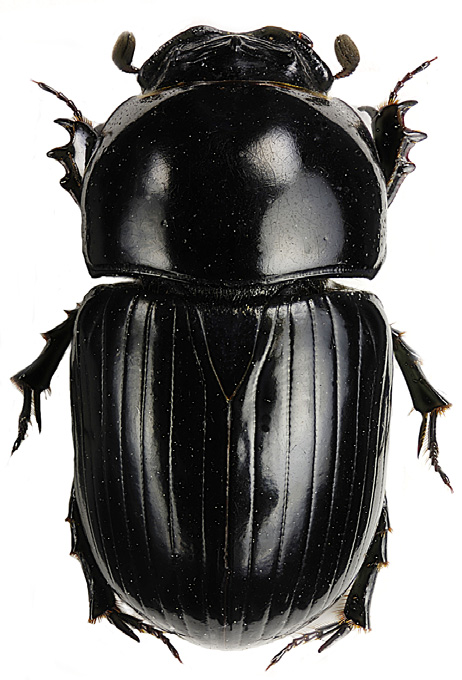 I denn undersökning skiljs inte dessa två arter ihop utan beteck som A. fimentarius/pedellus. Med en 5,5-8,2 mm lång oc kullrig kropp och med klart röda täckvingar är arten myck att känna igen.