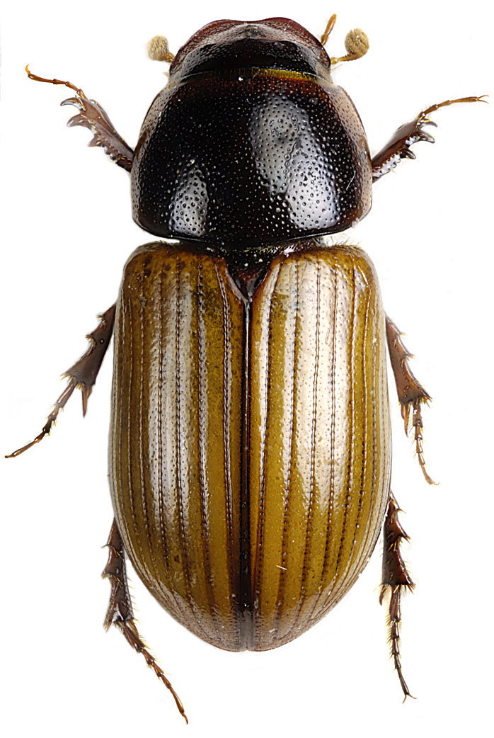 Aphodius granarius (jorddyngbagge) Denna lilla art på 3,5 till 5,5 mm känns igen på sitt huvud som är fin punkterat i bak och betydligt grövre punkterat i fram.