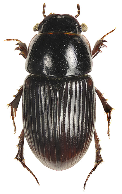 Aphodius prodromus (vårdyngbagge) Denna art är svårskild från två andra närstående arter, Aphodius sphacelatus och Aphodius punctatosulcatus. Längd 4,2-7 mm.