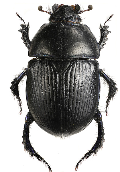 Geotrupes spiniger (sandtordyvel) Stor och svart tordyvel, 16-24 mm lång som är knuten till sandiga betesmarker. Till skillnad från stercorarius har den kala bukledssegment.