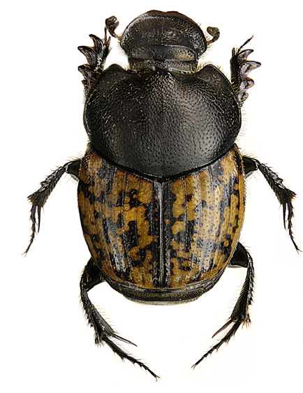 Onthophagus fracticornis (krokhornsdyvel), missgynnad (NT) Detta är en av tre närstående horndyvlar som är svåra att skilja åt.