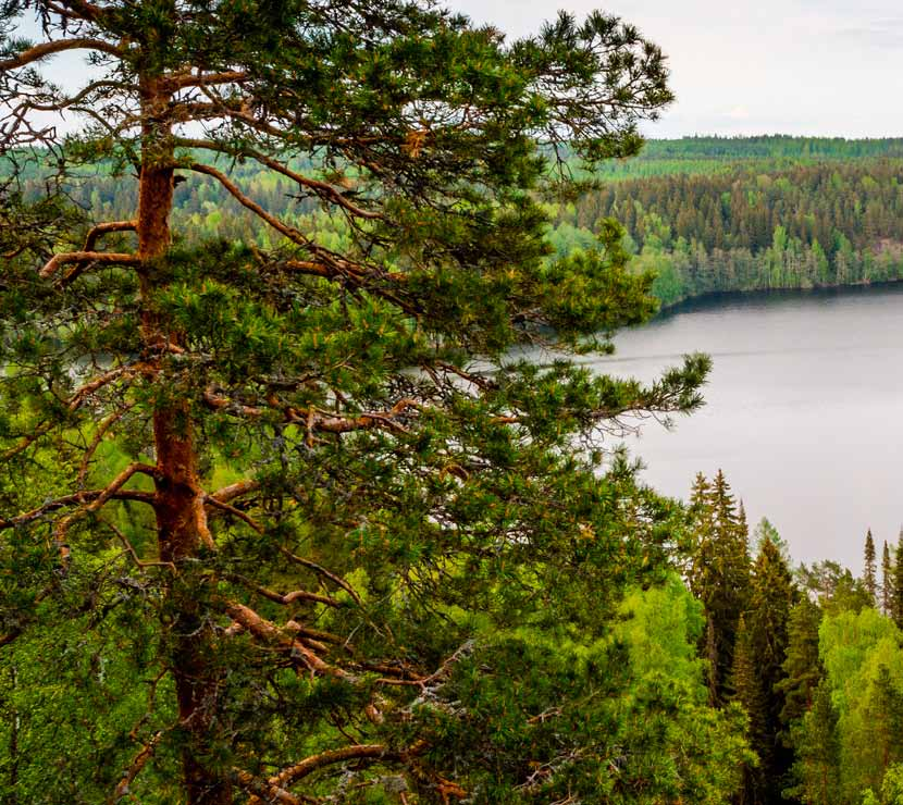 Narvi kommer från Finland. Narvis uppkomst är djupt rotad i den finländska myllan.