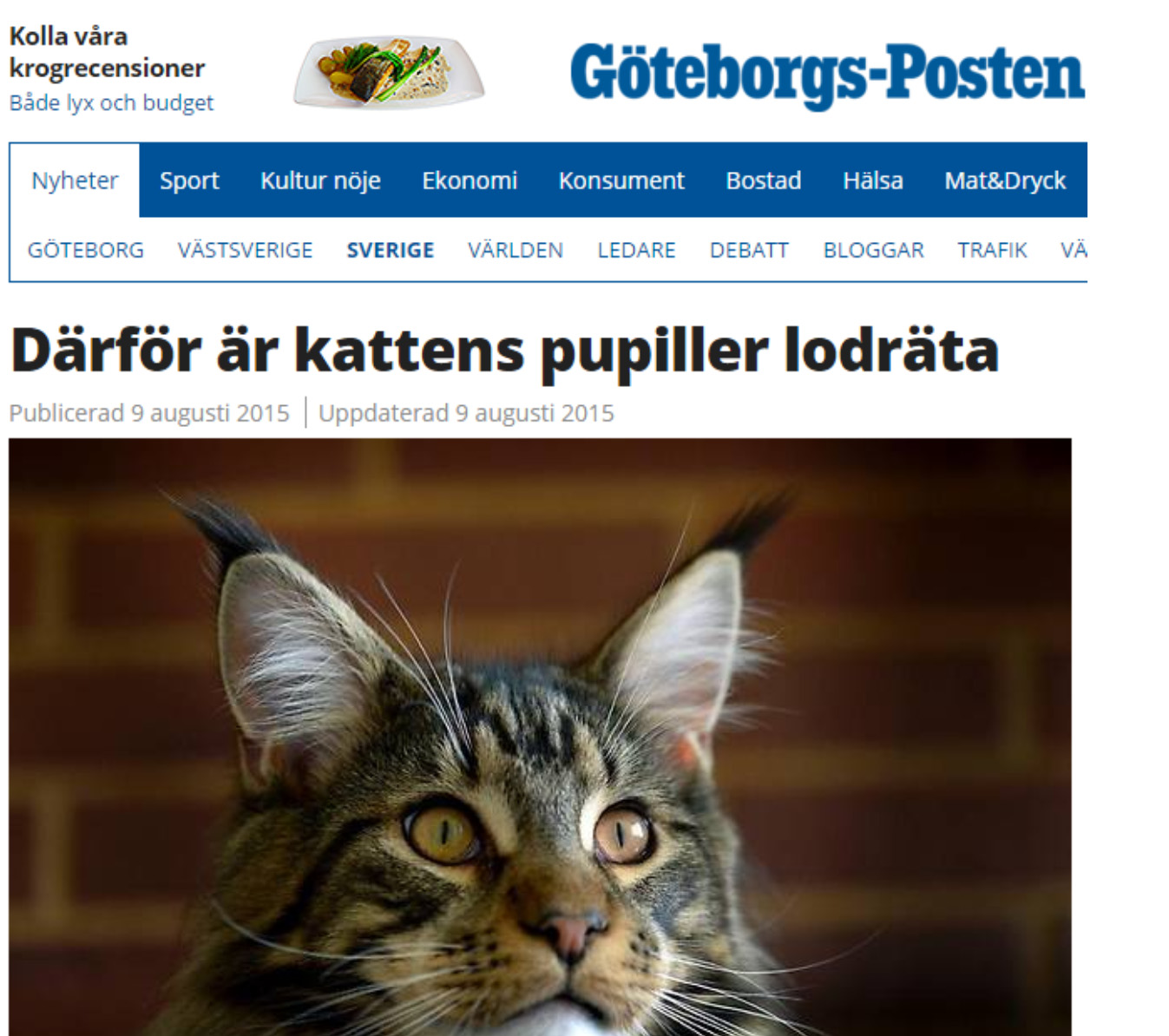 7. Kattens pupiller Ovanstående artikel från GP berättar om en studie (möjligen av tvivelaktig vetenskaplig kvalitet) som förklarar de olika formerna på djurs pupiller, bl.a. de vertikalt långsträckta pupillerna hos katter.