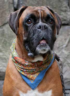 Sökes Corporate Dog Corporate Dog of Pandox 2011 2016 Mr Harry har sedan 2011 haft den viktiga positionen som Pandox Corporate Dog.