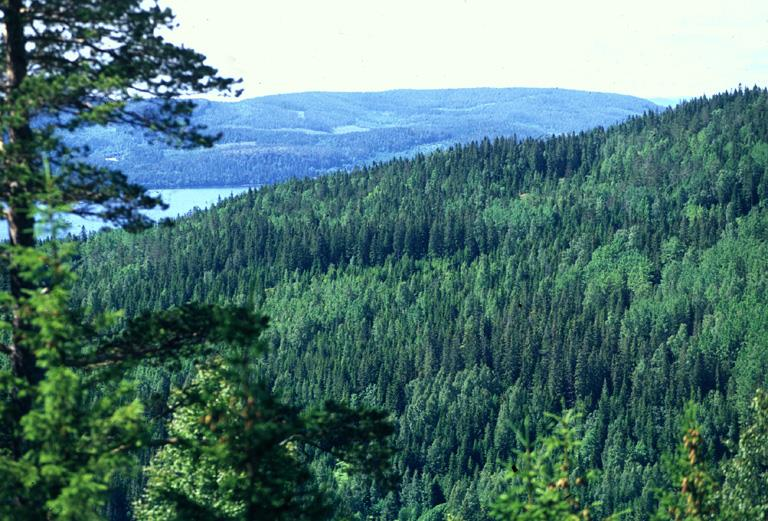 Framtiden för skogens arter Tord