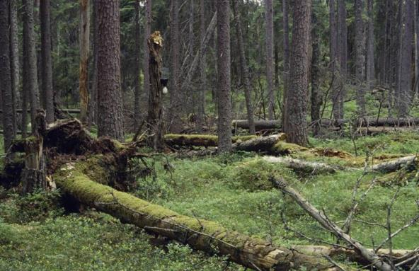 SOUTHERN BOREAL HEMIBOREAL