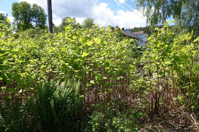 Lokal 2 Krokstrand Denna lokal ligger vid det gamla färjeläget. Området består dels av en grusplan med igenväxande ytor och en del stenskravel, dels av ett äldre industriområde.