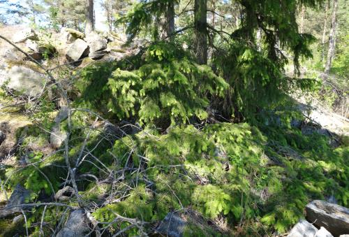 Den södra delen utgörs främst av grus och block, marken är delvis flack och är den enda delen som hyser nektarväxter om än i få mängder.