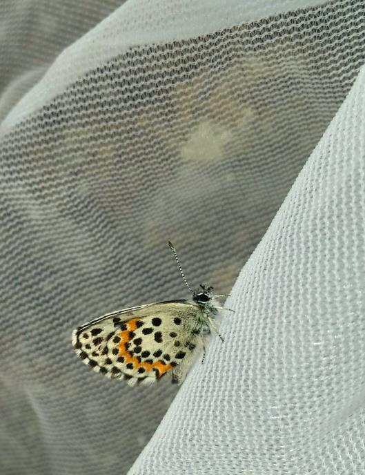 Bild 16. lokal 24. Fetörtsblåvinge inhåvad vid fältbesök. Två st noterades flyga tätt längs med varma klippor i lä.