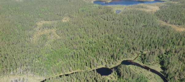 Rapport 2016-03-01 Dnr: 512-2254-15 Naturva rdsbra nning den 2 juli 2015 inom Life Taiga och i Natura 2000- omra det Helvetesbra nnan, Å kroken. Bild från helikopter innan bränningen.