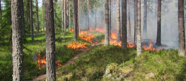 Reservat Bränningsområde N -koordinat E-koordinat Geografiskt läge Storlek ha Sjukvårdsutrustning: Helvetesbrännan 2015-4 6938693 517681 11 km NNV Alby 15 Vid bilen/återsamlingsplats Väderdata (vind,