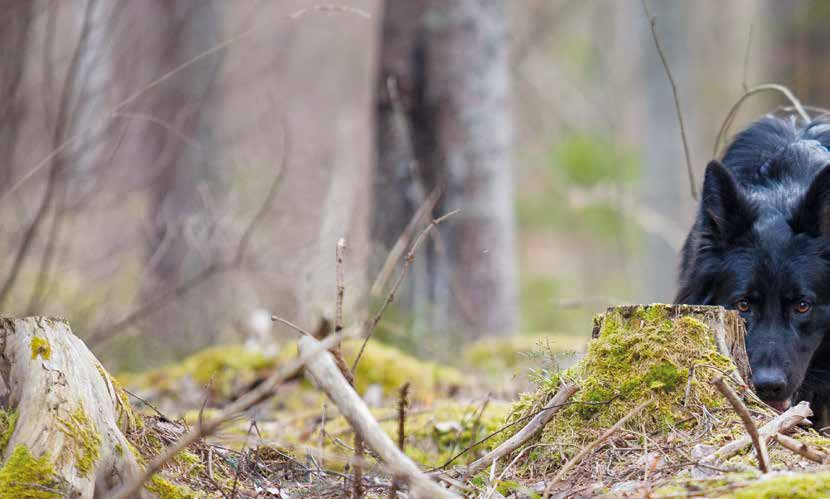 FÖRSVARETS hundar De avslöjar inrång, spårar fiender och hiar gömda vapen när som hels på dygne. De är ine vilka hundar och förare som hels som arbear med a försvara Sverige.