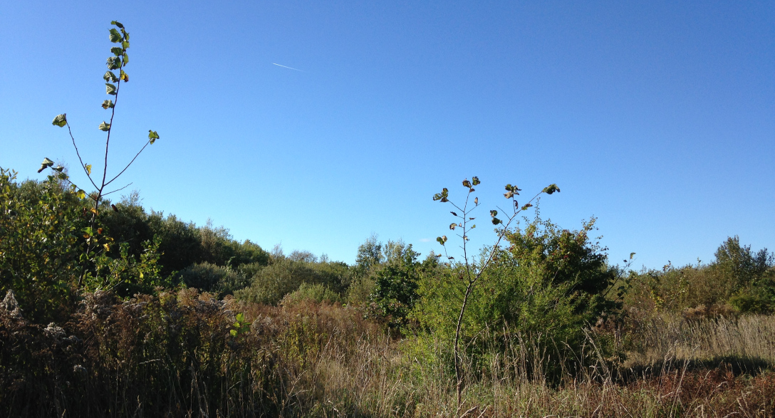 Omgivningsbild med vegetation inom planområdet Omgivningsbild med vegetation inom planområdet Vattenområden och strandskydd Diket som går i nord-sydlig riktning avvattnar jordbruksmarken i väster,