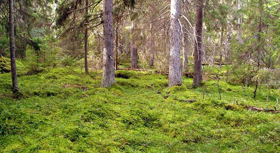 På Idön har kalkbarrskogen fått växa och falla lite som den vill. På marken ser man förra generationen av gran som nu är helt täckt av mossa.