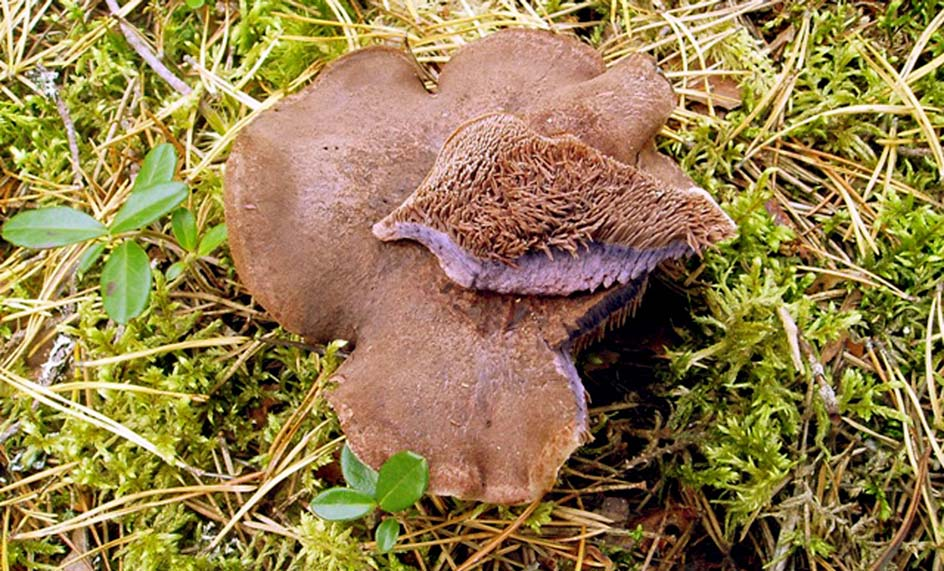 Kalkbarrskogar finns främst i Uppland, Jämtland och Gotland, men även i andra delar av landet. Vissa svampar är vanligare i vissa landskap som även har ett internationellt ansvar att skydda arten.