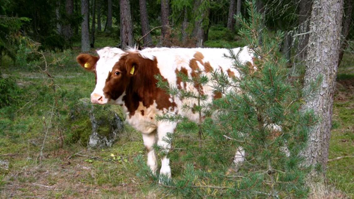 Skogsbete är en form av skötsel som gynnar svamparna i kalkbarrskogen. Foto: Maria Forslund Kalkbarrskogen kräver vård De sällsynta arterna dör om man kalavverkar eller gödslar skogen.