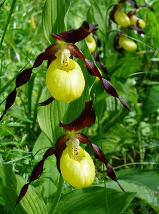 Guckuskon har den största blomman av alla Sveriges orkidéer. Man kan hitta den i skogsoch lundmark. Foto: Maria Forslund Referenslista Gamla sandtallskogar. Broschyr. Skogsstyrelsen, 2006.