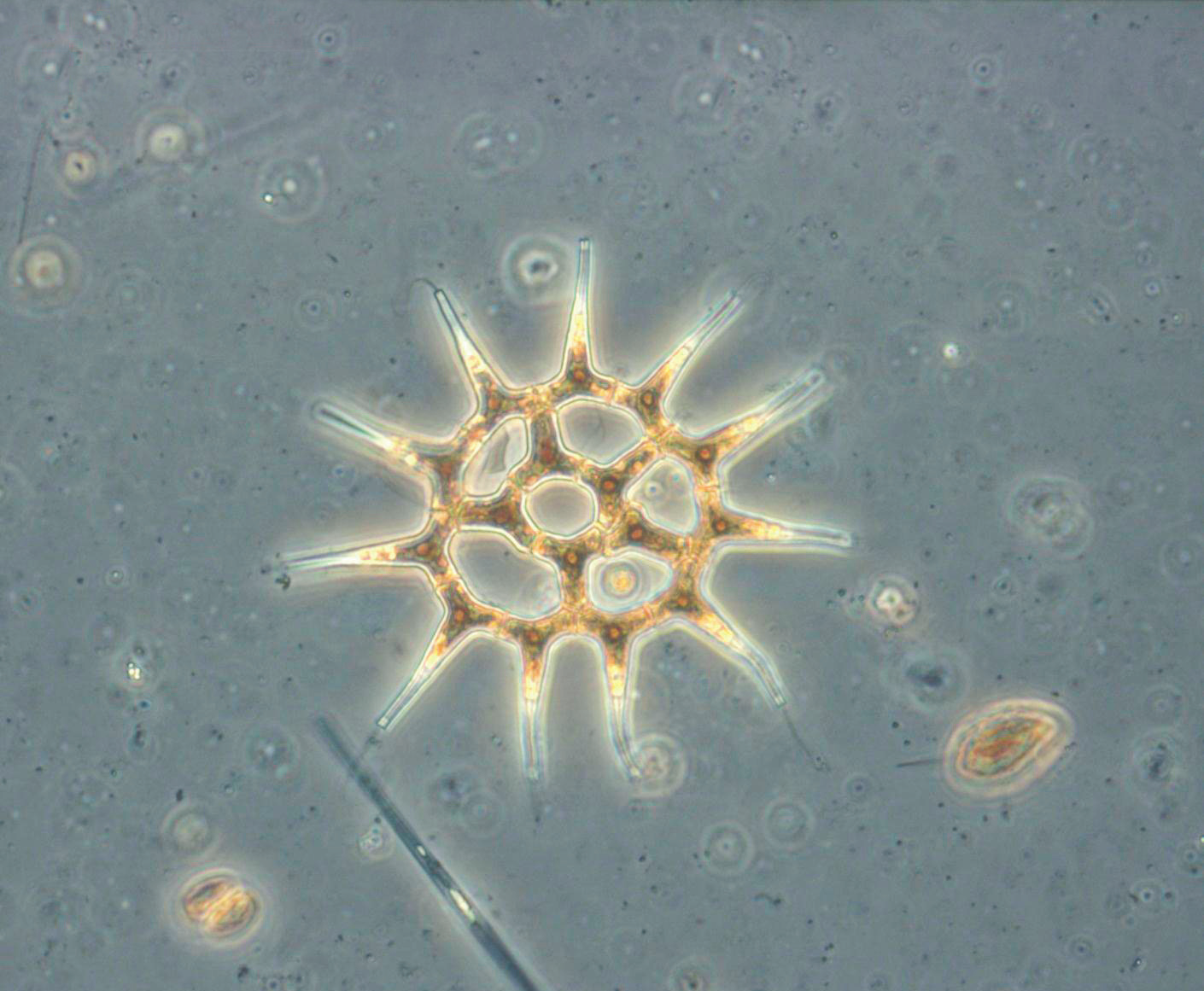 Växtplankton i 24 sjöar i Västmanlands och