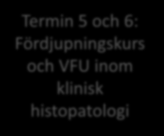 Bakgrund Termin 1-4 lika för alla