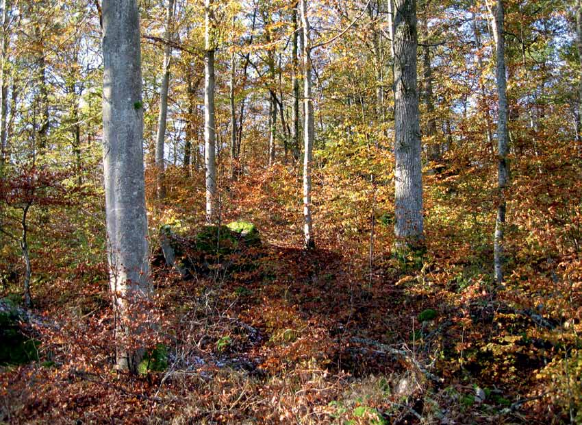 Bruka och bevara ädellövskogen En guide