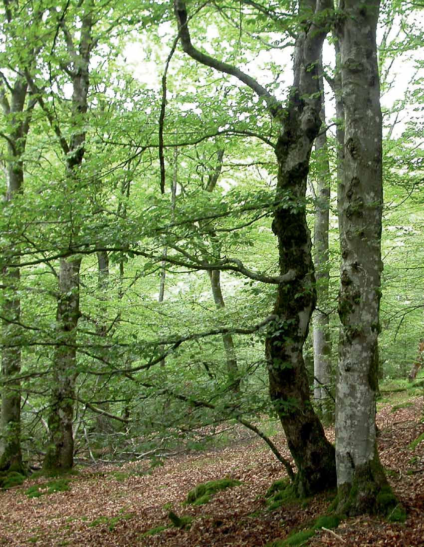 Bruka och bevara ädellövskogen en guide för målklassning och skötsel för kombinerade mål.