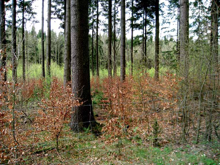 Bok lämpar sig även bra för plantering i stormskadad granskog, både under en gles skärm av granar och i större beståndsluckor.