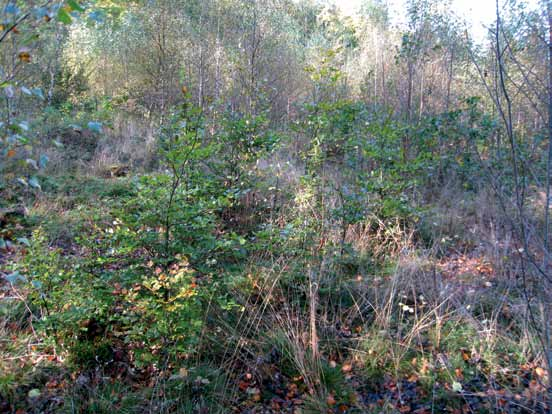 avverkas. En plantering av bok på skogsmark.