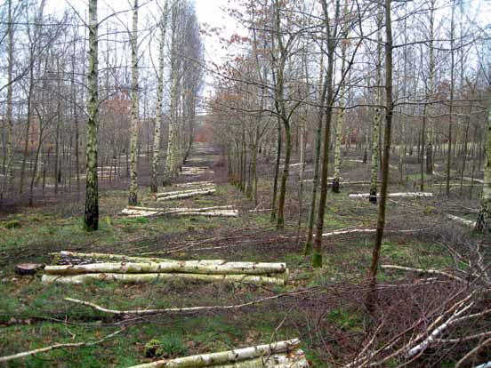 2. Skötsel av ädellövskog med generell hänsyn (PG) Avverkning av björk i en ekplantering på åkermark.