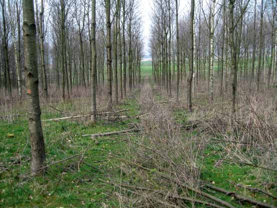 2. Skötsel av ädellövskog med generell hänsyn (PG) Förutom ek och bok är det främst fågelbär som har planterats på åkermark under senare år.