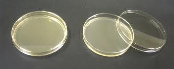 Renodling av bakterier Petri plattor med
