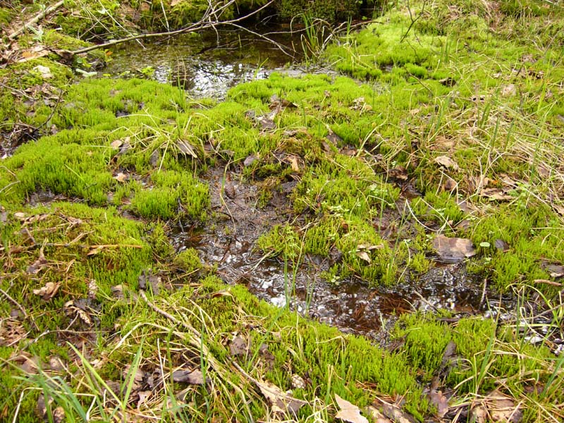 Kärlväxter som ofta påträffas i länets medelrikkärr och som kan fungera som goda indikatorer för typen är klubbstarr (Carex buxbaumii), ängsstarr (Carex hostiana) och gräsull (Eriophorum latifolium).