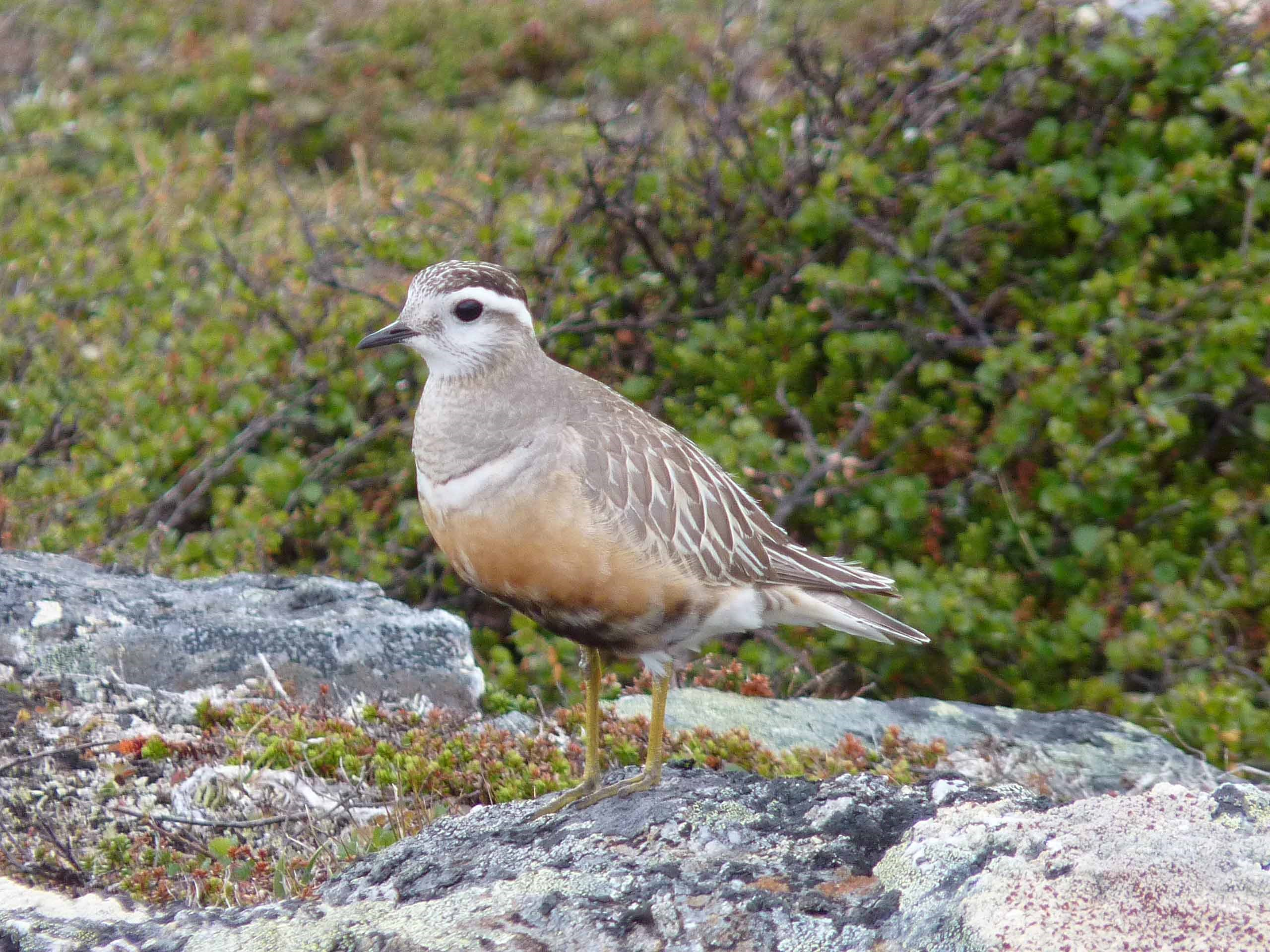 Fjällpipare Foto Erik