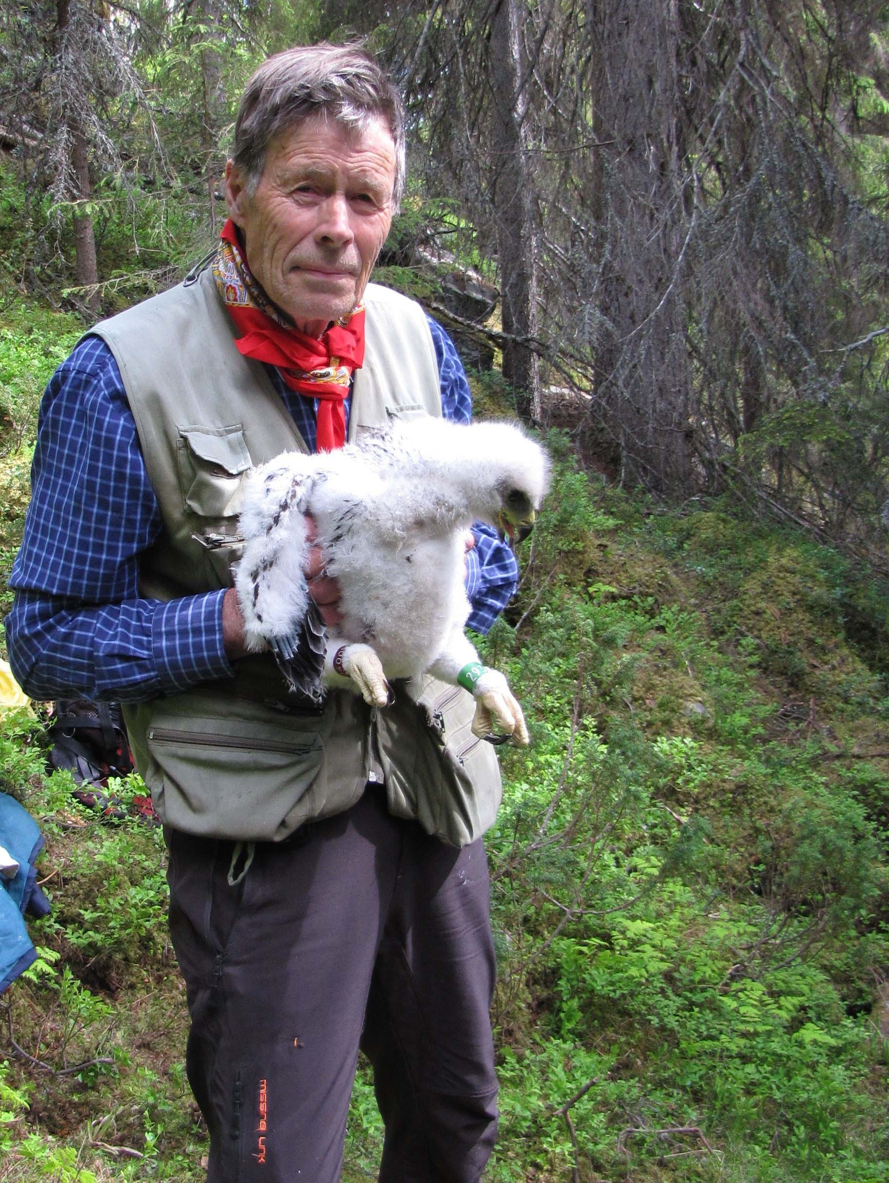 Bengt Warensjö med ringmärkt