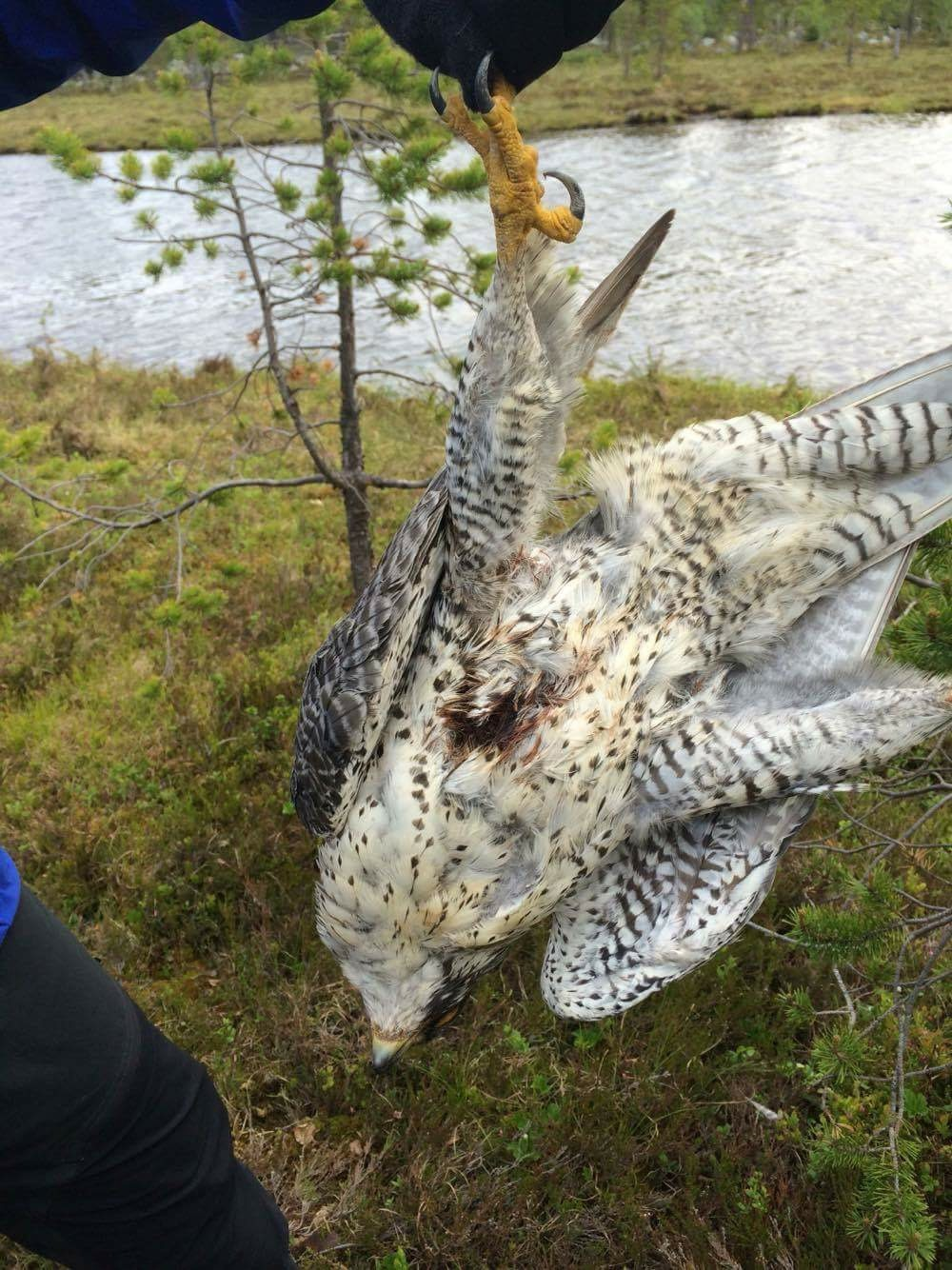 ringarna genomfördes av Länsstyrelsen i Jämtlands län och Projekt Jaktfalk. Bland de 9 jaktfalkpar som hittades så lyckades 5 par (56 %) par med häckningen.