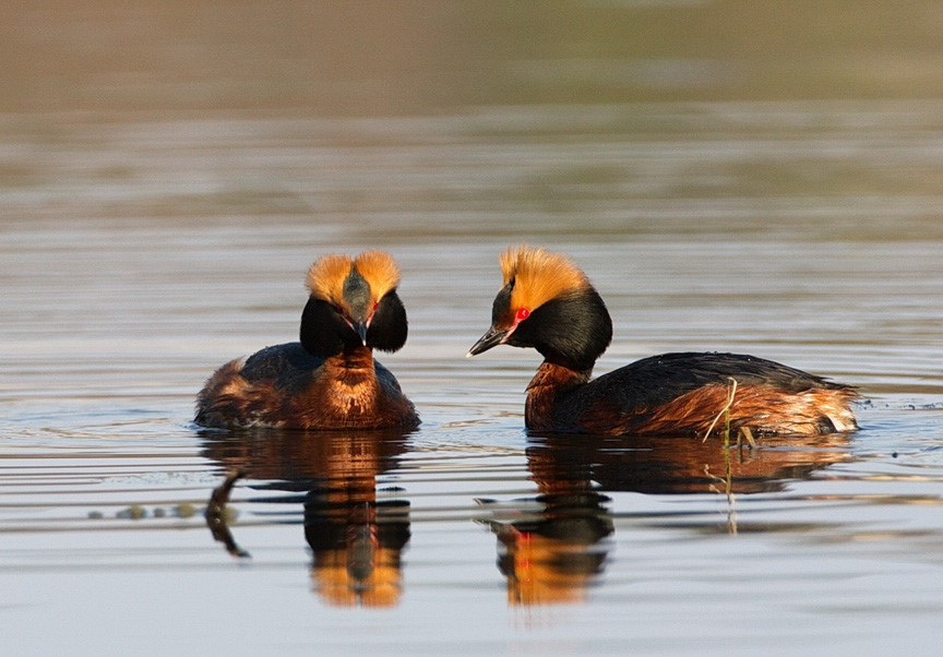Skrattmås Larus ridibundus Fram till början av 2-talet var skrattmås en vanlig fågel runt Ånnsjön och mindre kolonier noterades på flera platser bl a vid Dolparna och i småsjöar efter vägen mot