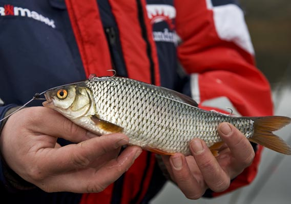 Eller, ännu värre, att du sjösätter agnfisken och så ramlar den av efter en liten stund varefter du ovetande fiskar utan agn på kroken.