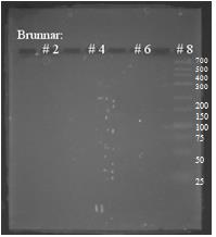 19 3. 5 PCR och transformation Figur 8 PCR 2, annealingtemperatur = 63 C. I brunn 2: "Prov 1". Brunn 5: "Prov 2". Brunn 6: Endast templat DNA (I. dechloratans).