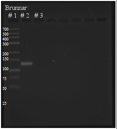 21 Figur 11 PCR 1, Touchdown. I brunn 1: stege, O gene ruler low range DNA-ladder. Brunn 2: prov ifrån PCR 1. Brunn 3: Negativ kontroll.