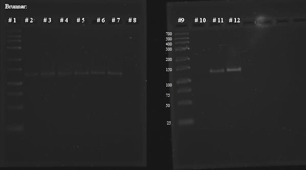 23 Figur 15 PCR av kolonier ifrån transformation av XL1-blue med pru1103 (+ insert ifrån PCR 1 (touchdown)) I brunn 1 och 9: Stege, O'Generuler Low rangen DNA -ladder.