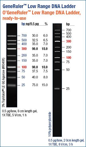29 Appendix III Figur 16 DNA stege, O'gene Ruler.