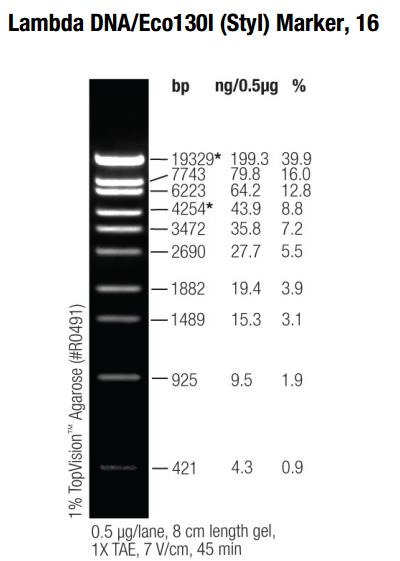 Figur 17 DNA stege Lambda Eco1301.
