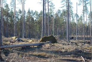 Hultsfred Faggemåla 7:3 Skog På fastigheten Faggemåla 7:3 finns en skogsbruksplan upprättad 2012 av Jan Robertsson.