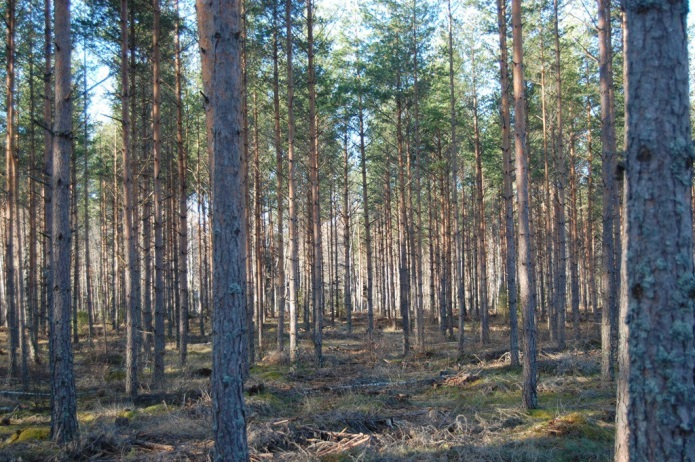 Sammfälld mark Till fastigheten Faggemåla 7:3 hör Kalvsjömåla S:1, S:2 och S:3. 15,9 ha skogsmark x 0,5 (hälftenägd) = 8 ha Virkesförråd ca 3 500 m³sk x 0,5 = 1 750 m³sk.