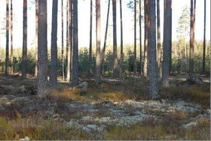 Hultsfred Faggemåla 7:3 Jakt Faggemåla 7:3 Jakten delas jaktåret 2012/2013 med angränsande marker i mycket gott samförstånd.