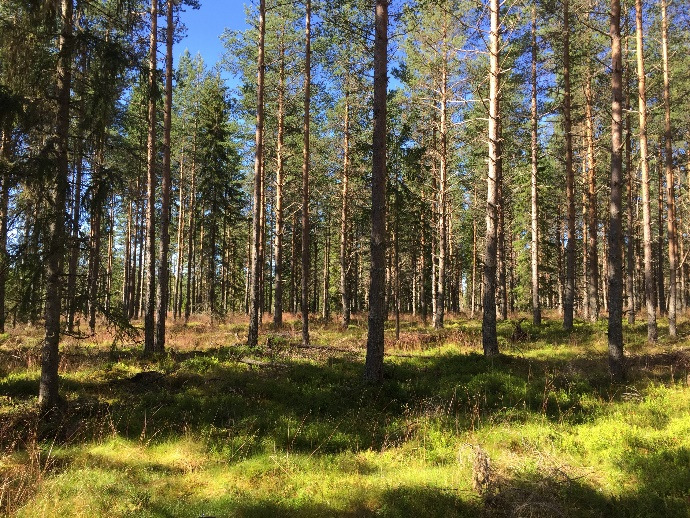 Belägenhet Fastigheterna är belägna vid och omkring byn Torrvål ca 5 km sydost om Orsa samt vid Näckådalen ca 2,5 mil NV om Orsa Se översiktskartor i skala ca 1:50 000 Skogsmark På fastigheten r det