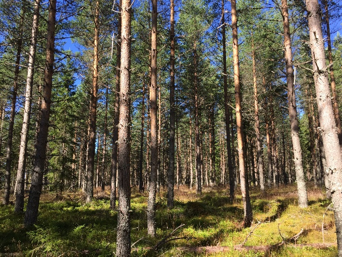 ett års teoretisk tillväxt för år 2016. Därav är ca 1460 m3sk är skog i slutavverkningsbar ålder (huggningserna S1-S2). Fastigheternas medelbonitet är beräknad till ca 4,7 m3sk/ och år.