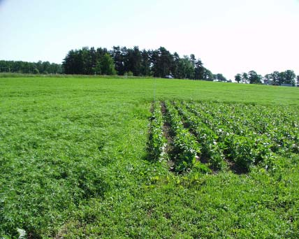 Åkerböna (Vicia Fab L.